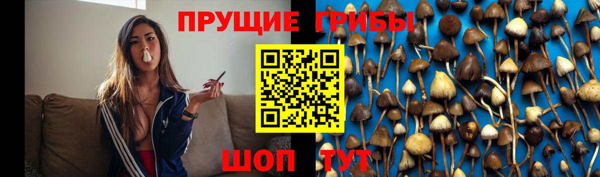 купить наркоту  Псилоцибиновые грибы мицелий  Вход с VPN  Курганинск  Галлюциногенные грибы Cubensis 